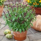 200 Thai Basil Seeds Vegetables Indoor Outdoor Gardening