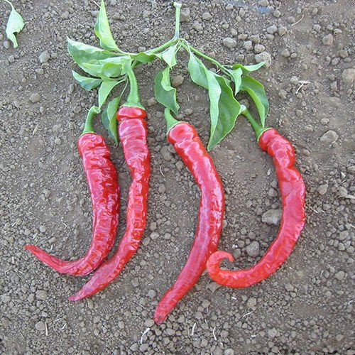 25 Large Thick Cayenne Pepper Seeds Vegetables Indoor Outdoor Gardening