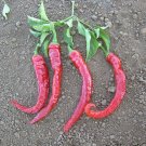 25 Large Thick Cayenne Pepper Seeds Vegetables Indoor Outdoor Gardening