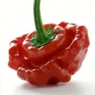 20 Jamaican Red Mushroom Pepper Seeds Vegetables Indoor Outdoor Gardening 20 Jamaican Red Mushroom Pepper Seeds Vegetables Indoor Outdoor Gardening