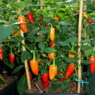 25 Santa Fe Grande Pepper Seeds Vegetables Indoor Outdoor Gardening