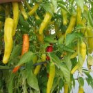 25 Sweet Hungarian Pepper Seeds Vegetables Indoor Outdoor Gardening