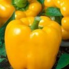 25 Golden California Wonder Pepper Seeds Vegetables Indoor Outdoor Gardening