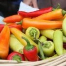 25 Hot Hungarian Wax Pepper Seeds Vegetables Indoor Outdoor Gardening