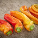 25 Cubanelle Sweet Pepper Seeds Vegetables Indoor Outdoor Gardening