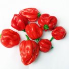 25 Carribean Red Habanero Pepper Seeds Vegetables Indoor Outdoor Gardening