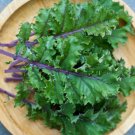 500 Red Russian Kale Seeds Vegetables Indoor Outdoor Gardening