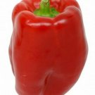 25 Keystone Giant Sweet Pepper Seeds Vegetables Indoor Outdoor Gardening