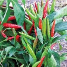 20 Thai Hot Pepper Seeds Vegetables Indoor Outdoor Gardening