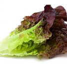 1000 Red Romaine Lettuce Seeds Vegetables Indoor Outdoor Gardening