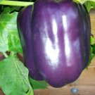 25 Purple Beauty Pepper Seeds Vegetables Indoor Outdoor Gardening