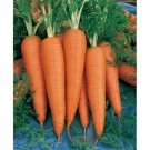300 Danvers Carrot Seeds Vegetables Indoor Outdoor Gardening