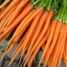 300 Tender Sweet Carrot Seeds Vegetables Indoor Outdoor Gardening