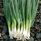 200 Evergreen Bunching Onion Seeds Vegetables Indoor Outdoor Gardening 200 Evergreen Bunching Onion Seeds Vegetables Indoor Outdoor Gardening