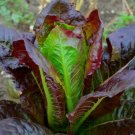 1000 Cimmaron Lettuce Seeds Vegetables Indoor Outdoor Gardening