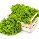 1000 Grand Rapids Lettuce Seeds Vegetables Indoor Outdoor Gardening