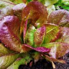 1000 Rouge D'Hiver Lettuce Seeds Vegetables Indoor Outdoor Gardening