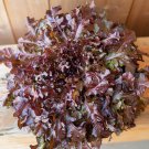 1000 Red Salad Bowl Lettuce Seeds Vegetables Indoor Outdoor Gardening
