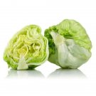 1000 Iceberg Lettuce Seeds Vegetables Indoor Outdoor Gardening
