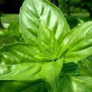 200 Sweet Basil Seeds Vegetables Indoor Outdoor Gardening
