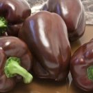 25 Chocolate Beauty Pepper Seeds Vegetables Indoor Outdoor Gardening
