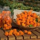 25 Habanero Pepper Seeds Vegetables Indoor Outdoor Gardening
