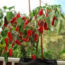 25 Early Jalapeno Pepper Seeds Vegetables Indoor Outdoor Gardening