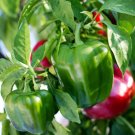 25 Emerald Giant Sweet Pepper Seeds Vegetables Indoor Outdoor Gardening