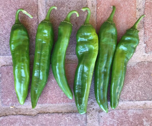 25 Nu Mex Joe E Parker Pepper Seeds Vegetables Indoor Outdoor Gardening