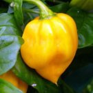 25 Carribean Yellow Habanero Pepper Seeds Vegetables Indoor Outdoor Gardening