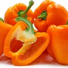 20 Orange Horizon Pepper Seeds Vegetables Indoor Outdoor Gardening