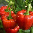 25 Sweet Yolo Wonder L Pepper Seeds Vegetables Indoor Outdoor Gardening