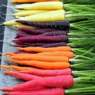 300 Rainbow Carrot Seeds Vegetables Indoor Outdoor Gardening