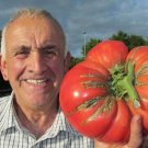 30 Giant Tomato Seeds Vegetables Indoor Outdoor Gardening