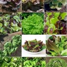 6 Pack Lettuce Seeds Vegetables Indoor Outdoor Gardening