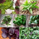 6 Pack Basil Seeds Vegetables Indoor Outdoor Gardening