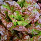 1000 Bronze Mignonette Lettuce Seeds Vegetables Indoor Outdoor Gardening