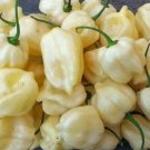 20 White Habanero Pepper Seeds Vegetables Indoor Outdoor Gardening