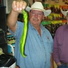 15 Giant Big Jim Pepper Seeds Vegetables Indoor Outdoor Gardening Over 15" Possible