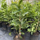 Wax Jambu Red Airlayered Tree 2-3 Feet Tall Indoor Outdoor Garden Gardening Wax Jambu Red Airlayered Tree 2-3 Feet Tall Indoor Outdoor Garden Gardening