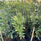 Ruby Supreme Guava Tree 3 Gallon 3 Feet Tall No Ca Shipping Indoor Outdoor Garden Gardening Ruby Supreme Guava Tree 3 Gallon 3 Feet Tall No Ca Shipping Indoor Outdoor Garden Gardening