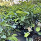 White Guava Tree 2-3 Feet Tall Free Shipping Indoor Outdoor Garden Gardening White Guava Tree 2-3 Feet Tall Free Shipping Indoor Outdoor Garden Gardening
