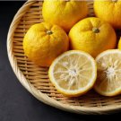 Yuzu Mandarin Grafted 2-3 Feet Tall Indoor Outdoor Garden Gardening