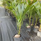 Dwarf Coconut Live Tree 3 Feet Tall Indoor Outdoor Garden Gardening Dwarf Coconut Live Tree 3 Feet Tall Indoor Outdoor Garden Gardening