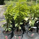 Soursop Tree Guanabana 2 Feet Tall Indoor Outdoor Garden Gardening