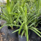 Pandan Plant Indoor Outdoor Garden Gardening