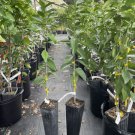 Lisbon Lemon Tree Grafted 3 Feet Tall Indoor Outdoor Garden Gardening