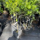 Hamlin Orange Tree Grafted 3-4 Feet Tall Indoor Outdoor Garden Gardening