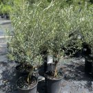 Olive Tree 3Gallon 3 Feet Tall Indoor Outdoor Garden Gardening Olive Tree 3Gallon 3 Feet Tall Indoor Outdoor Garden Gardening