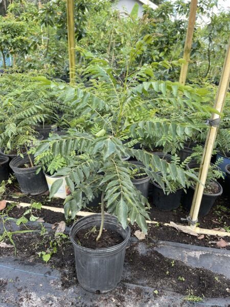 Curry Leaf Kari Pattha Kari Bevu Live Plant 2 Feet Tall No Ca Shipping Indoor Outdoor Garden Gardeni